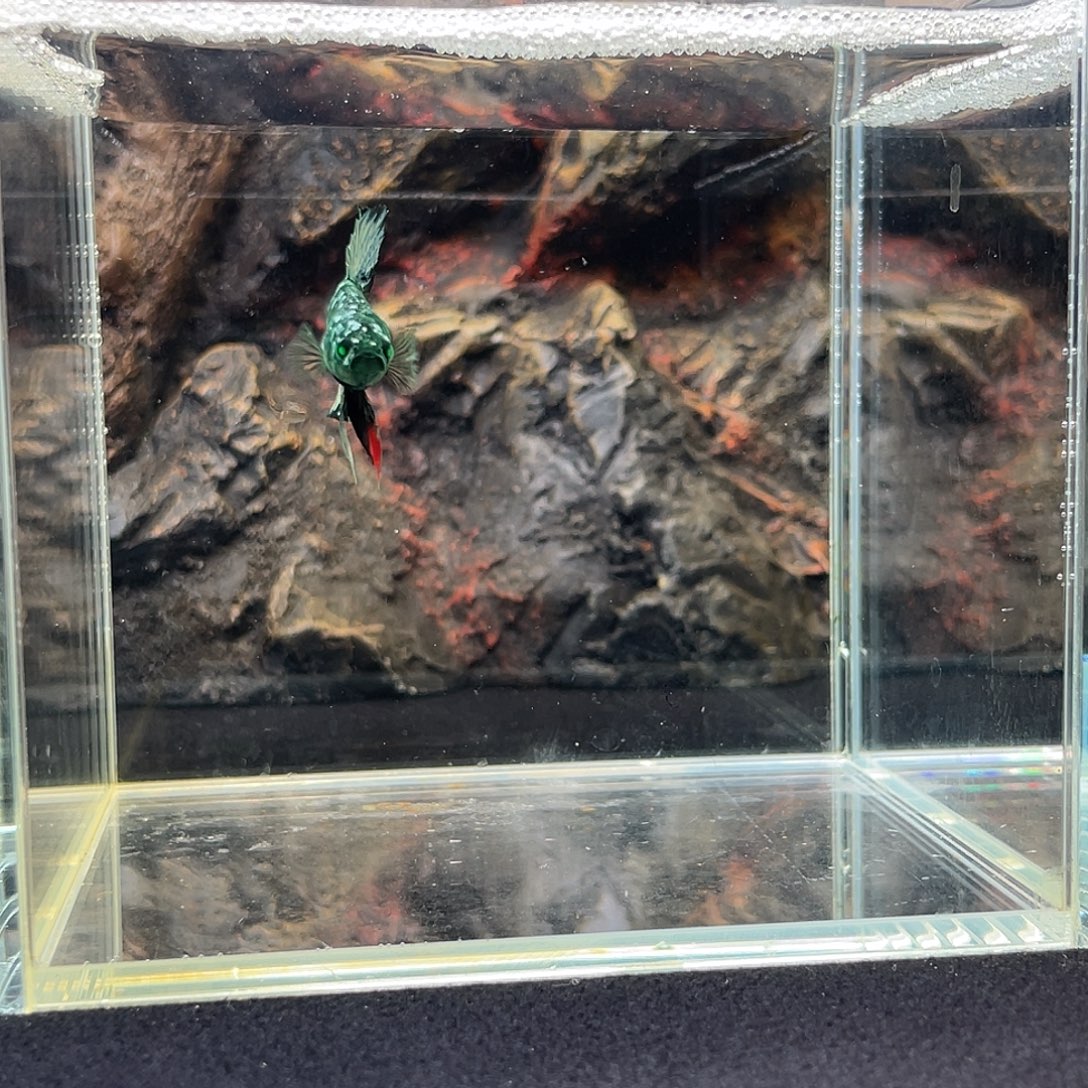 斗鱼十月十三日竞价