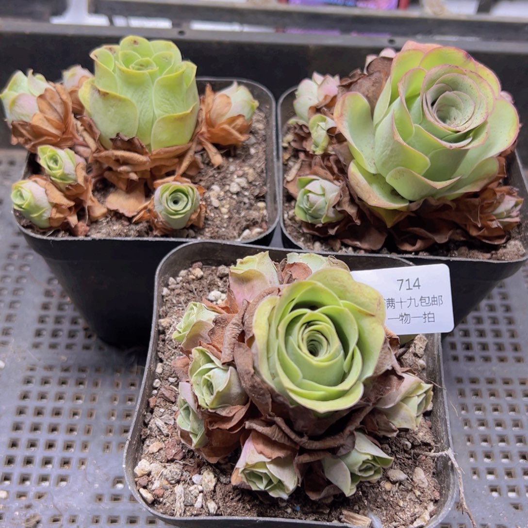 714 侧牙掉了不包损无售后