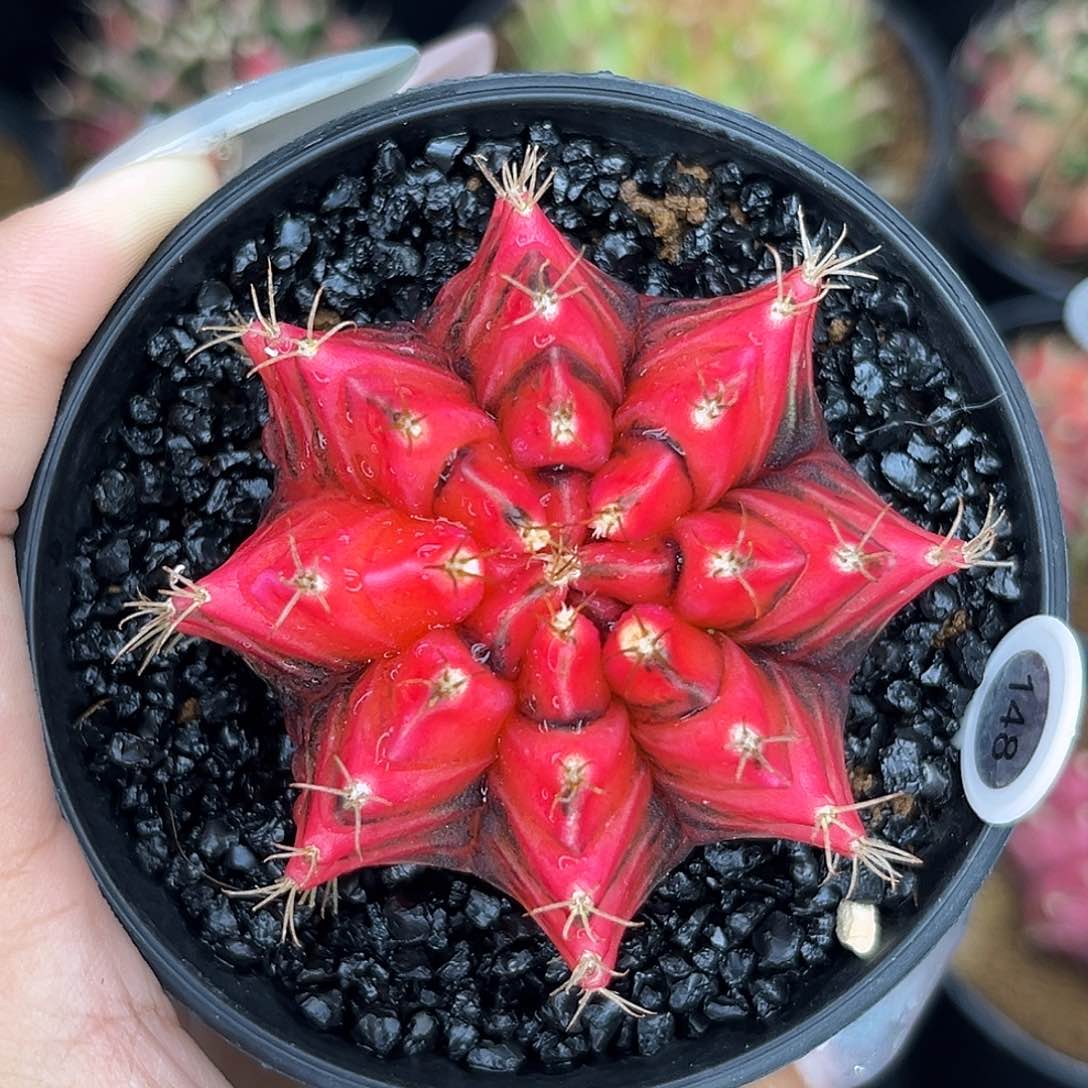 148 泰系米哈锦 带盆土