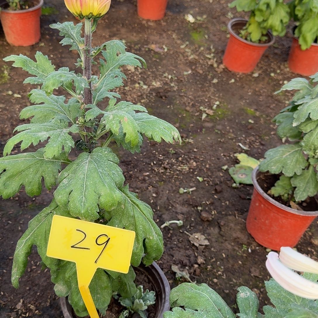 小***琳大部分花苞少量开放29松