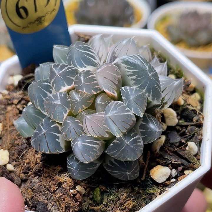 679双头糊斑白锦霓虹灯