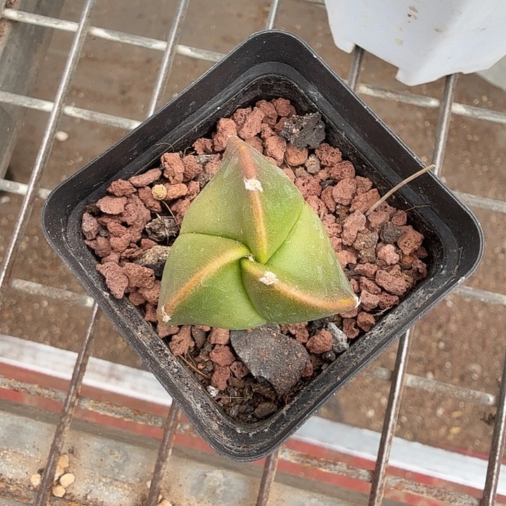 实生小三角2仙人球
