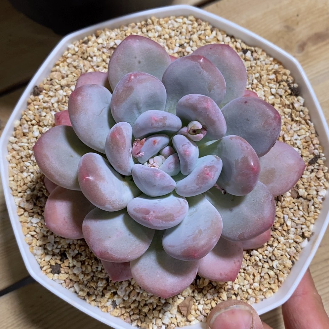 多肉私语，时光慢煮-15