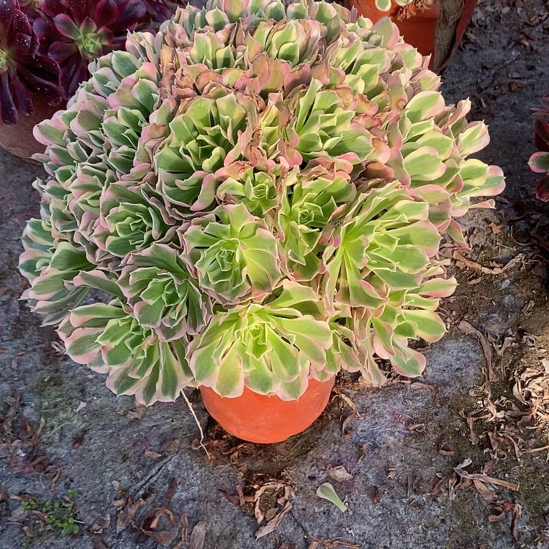 多肉植物十五号白凤