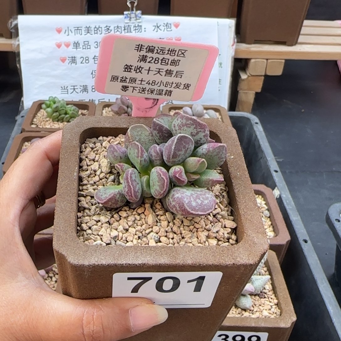 701艾薇多肉的植物