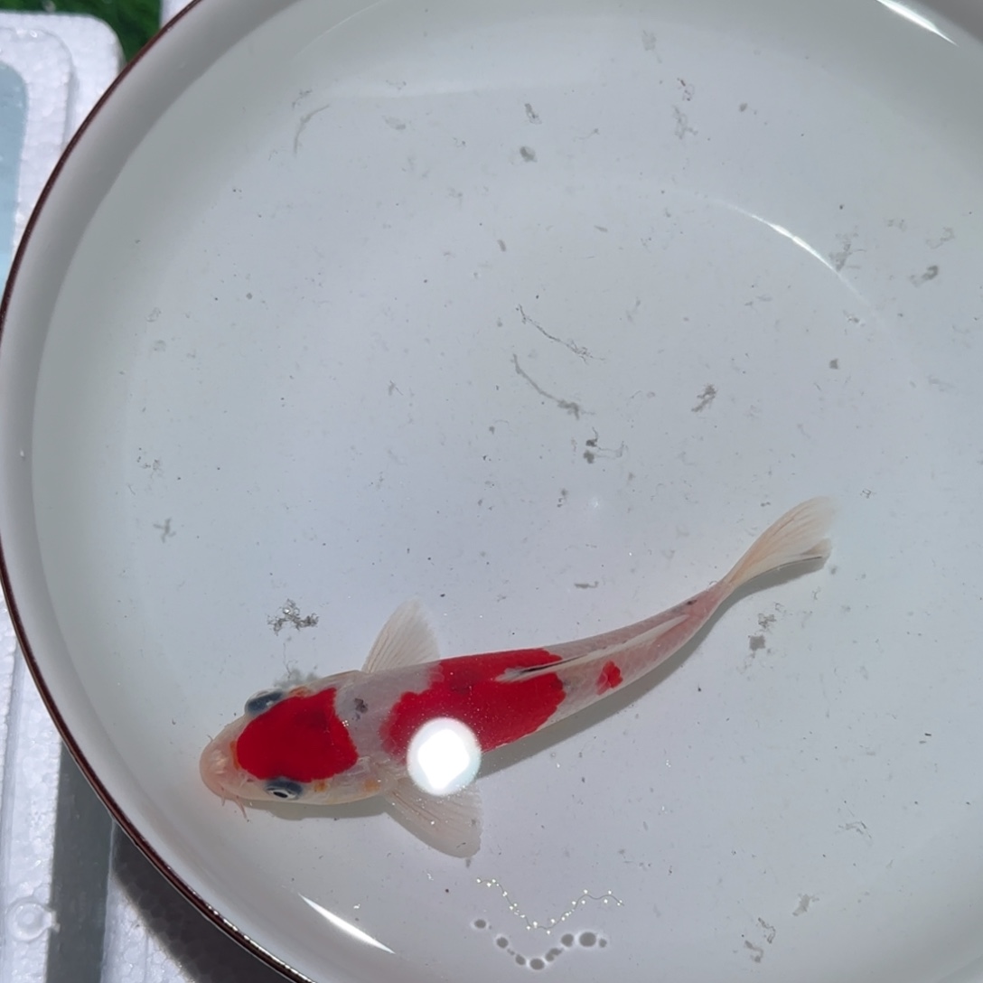 静***！锦鲤锦鲤 观赏鱼 锦鲤