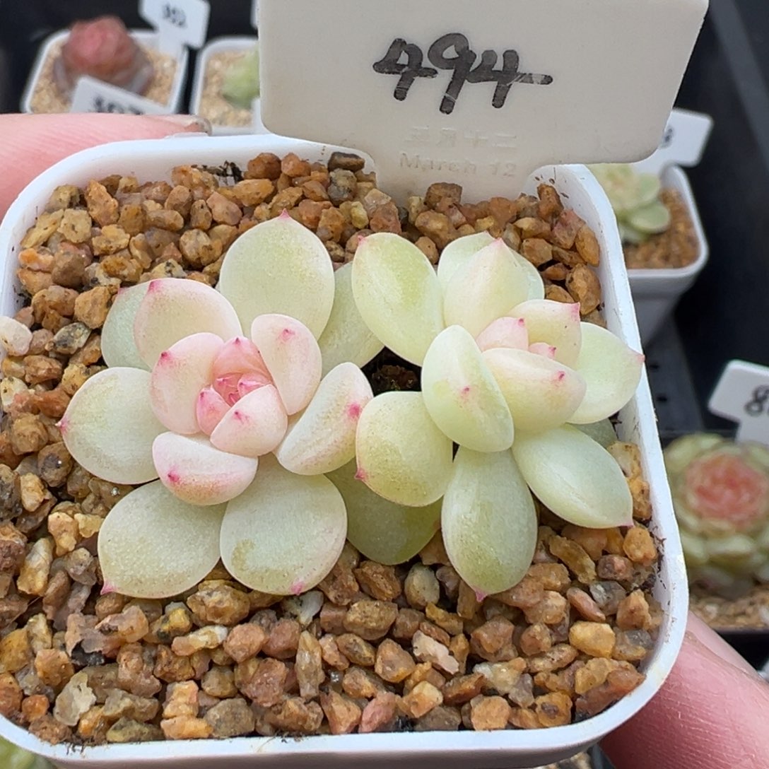 494号财富密码蜜语