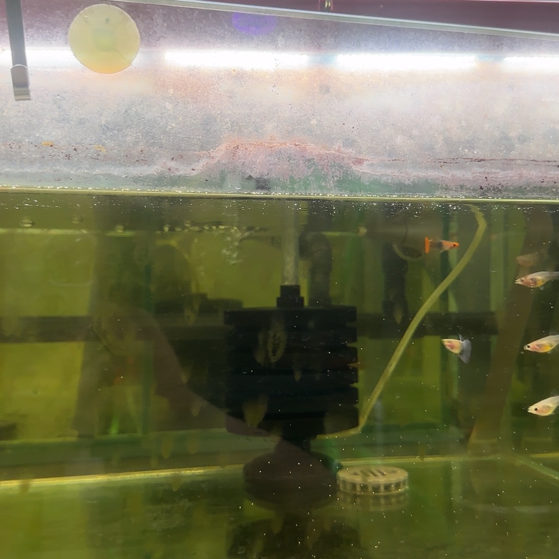 心***境孔雀鱼清缸B002玻璃猫10条随机