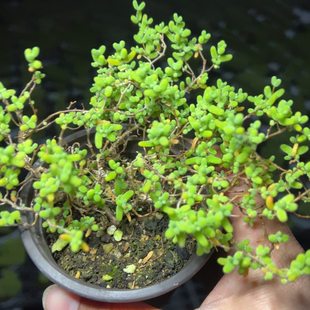 乱七八糟蜜橘90杯老桩福利