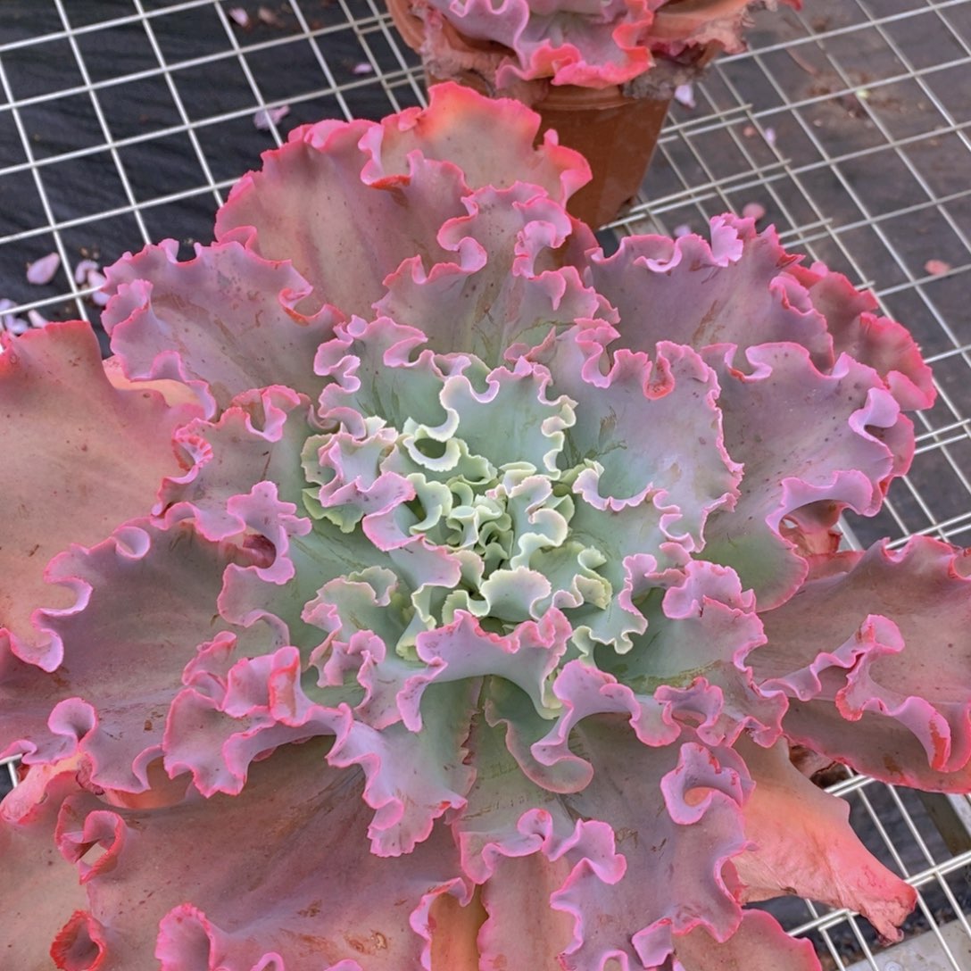 高沙之翁特大大白菜 