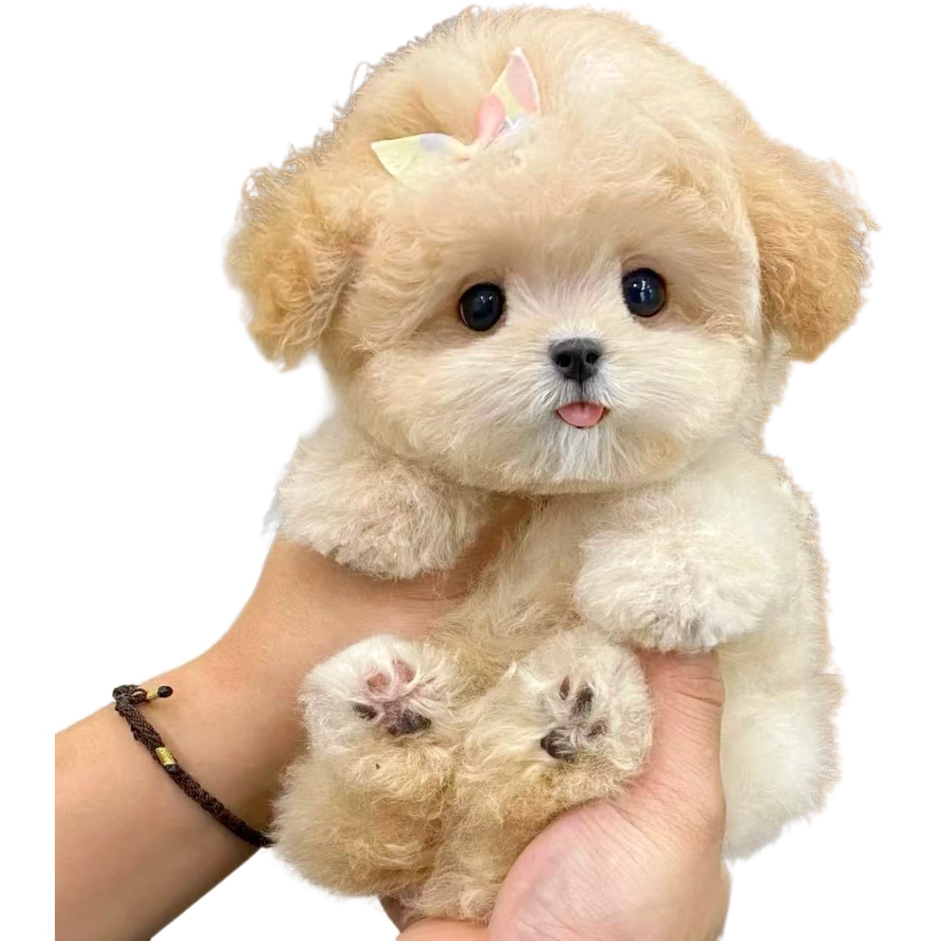 【豆丁家】精品小体泰迪熊马尔泰西高地【送货上门】马尔泰直播出售