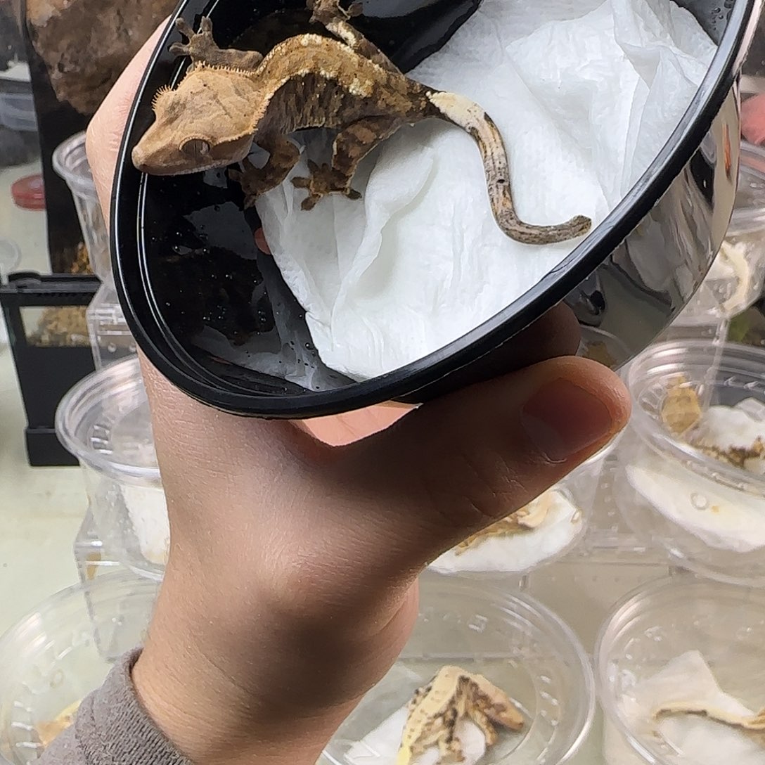 睫角守宫卡布奇诺