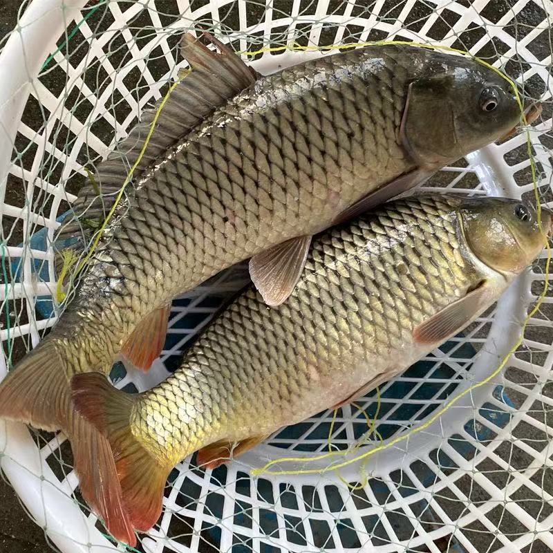 东北冷水野生鲤鱼淡水鱼