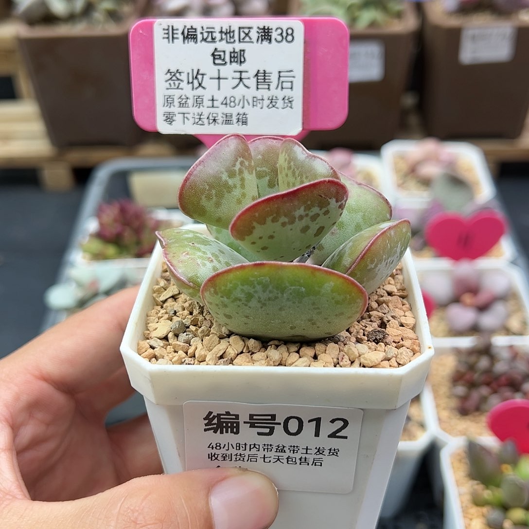 012爱心多肉植物