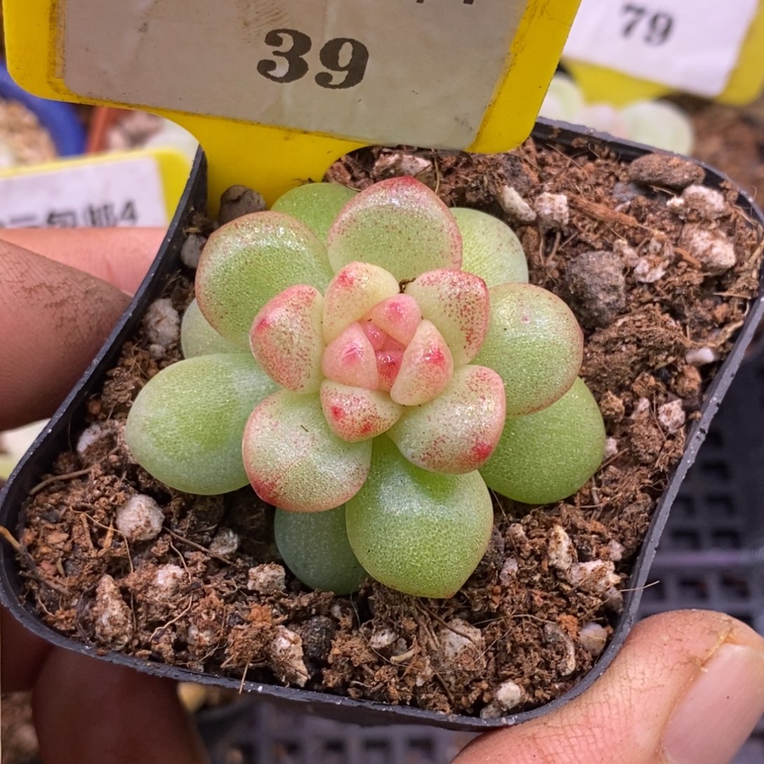 439冰玉石化锦红锦