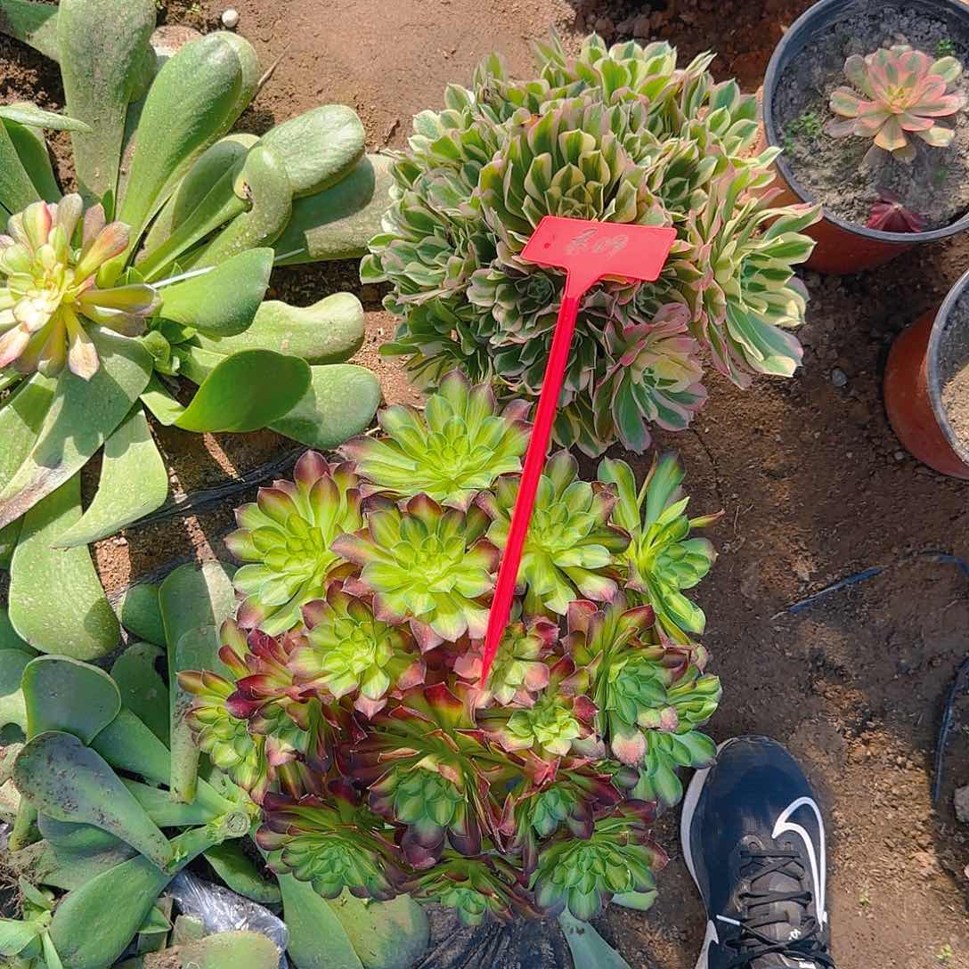 欧*809两颗哦哦哦