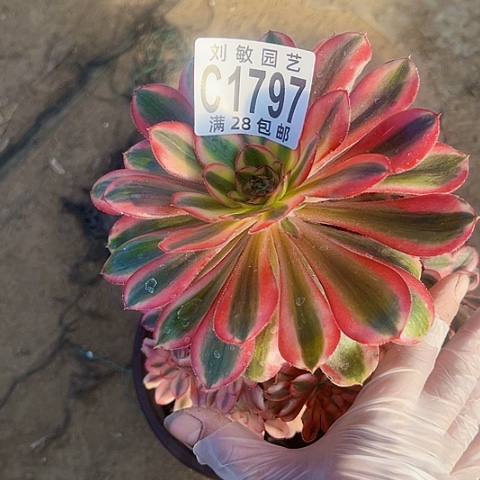 1797热恋多肉植物法师法师