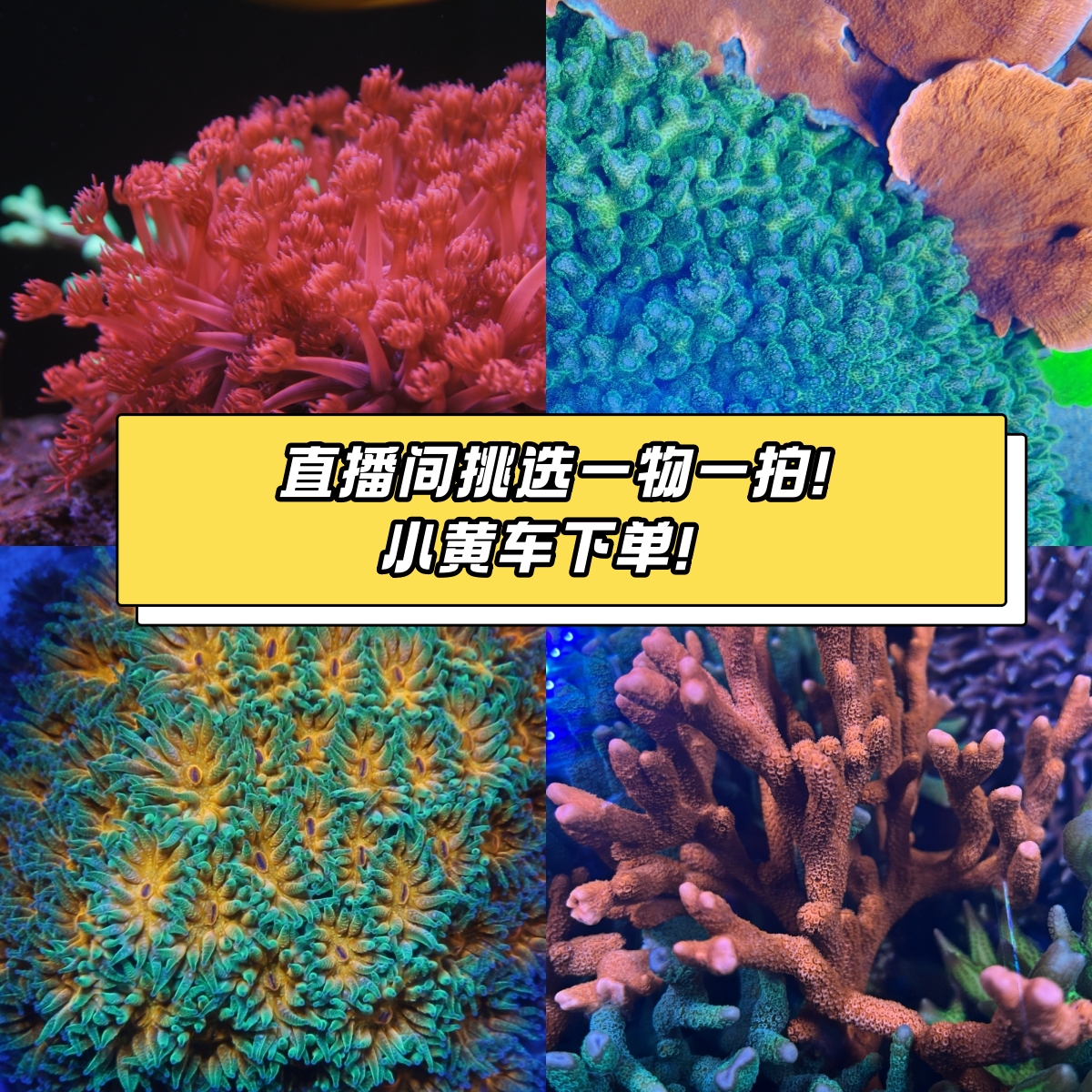 小鱼大智直播间鱼缸制专拍误乱拍！