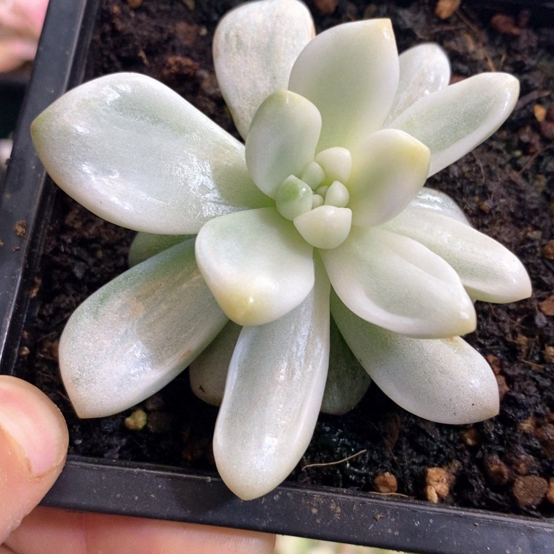 香奈儿锦多肉锦景天