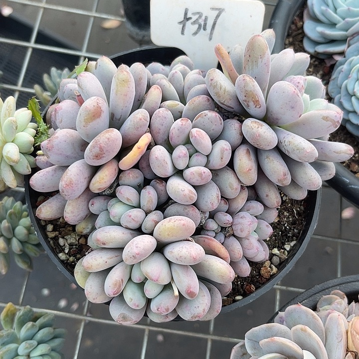 福利出肉，两单包邮317香香雪