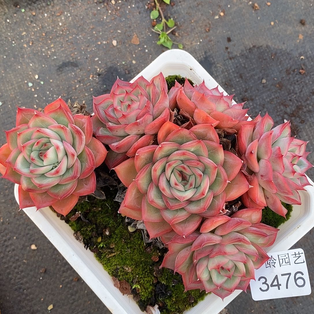 3476杂交老桩基地～14厘米