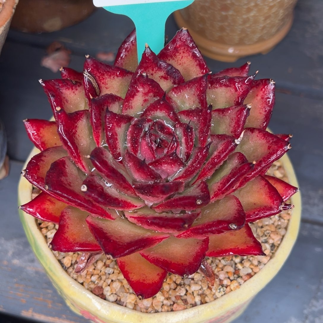 从前慢多肉精选编号0208.223