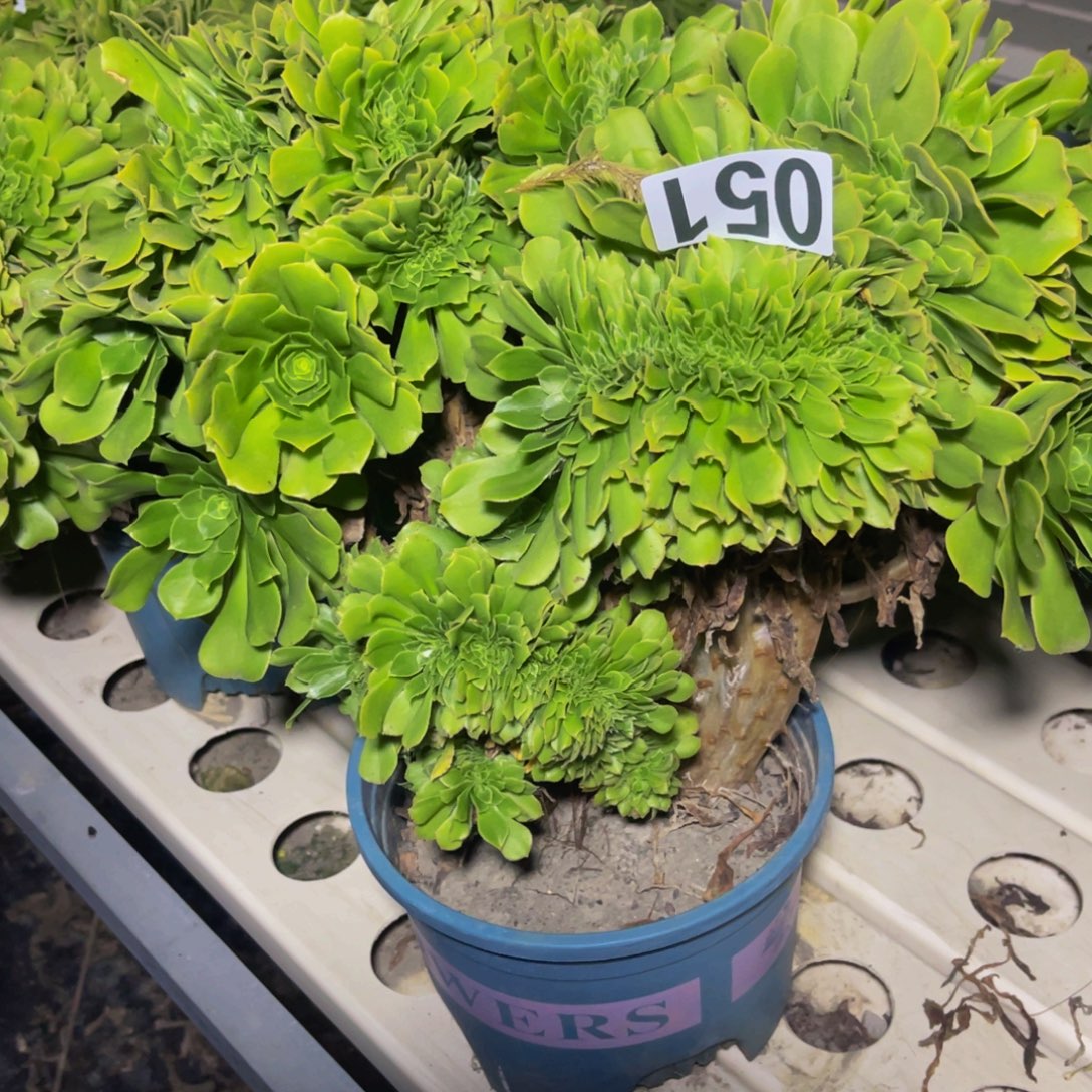 绿杨蓉法师7//////////28包邮