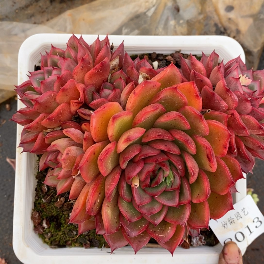 8013杂交多肉老桩