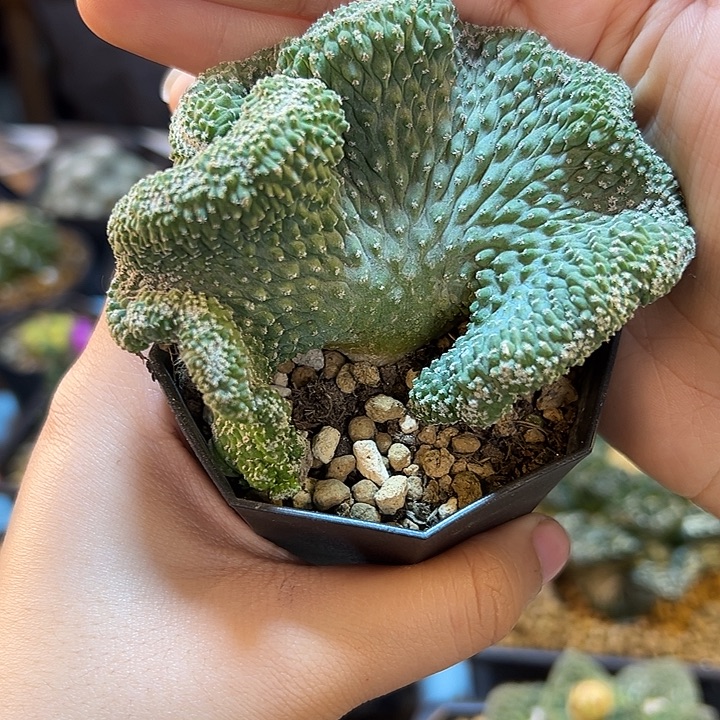 18号实生菊水缀化8.6公分