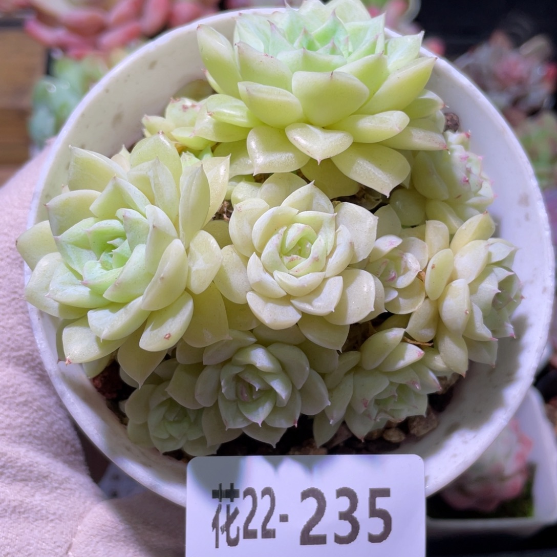 花利美22-235白天鹅