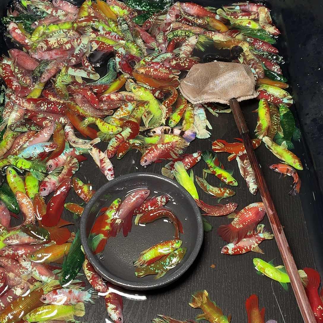 斗鱼母鱼6条混搭一起