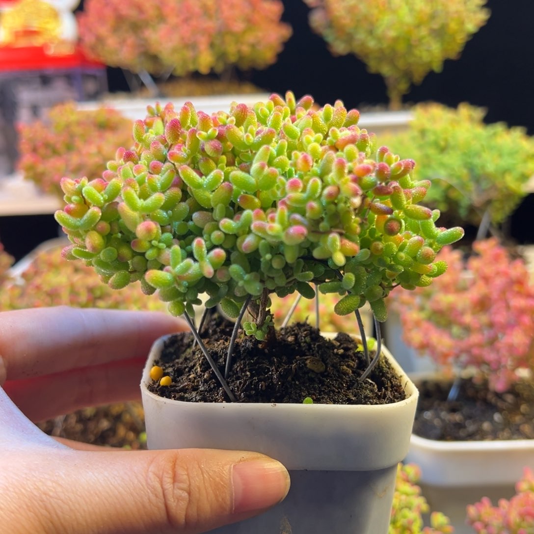 枝干 枝干 枝干 枝干