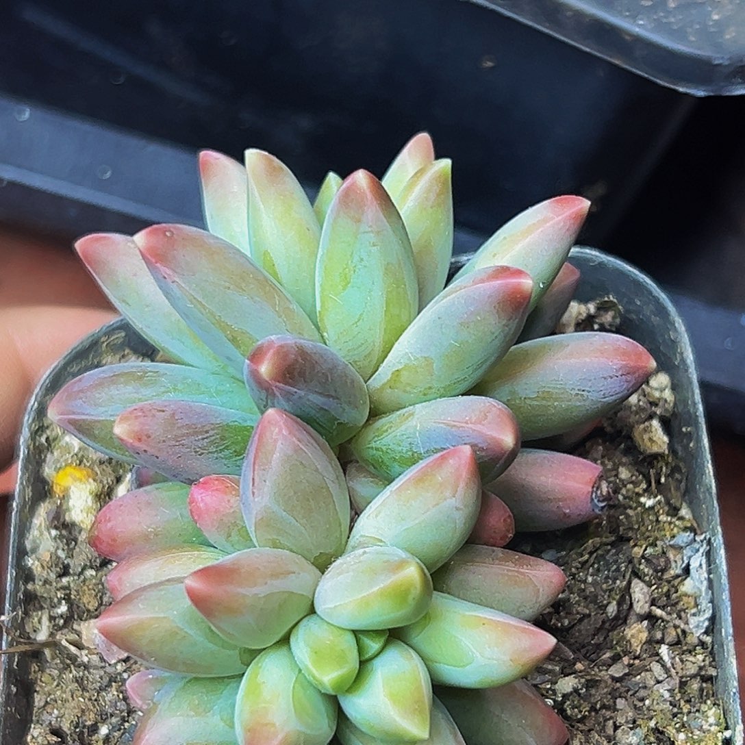 桔云精品多肉植物美人