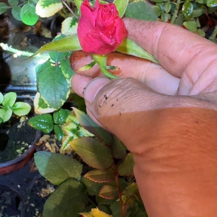 无花朵粉色塔卡兹小苗
