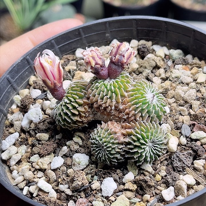 刺缀精巧殿群一颗
