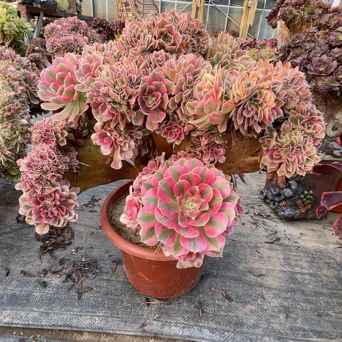 【闪购商品】无花朵粉女巫