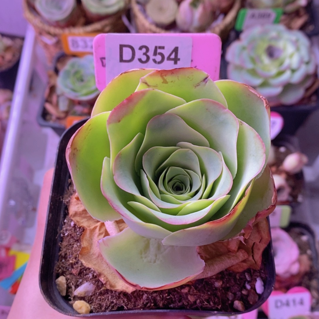 山地玫瑰生长期D354 裸根发
