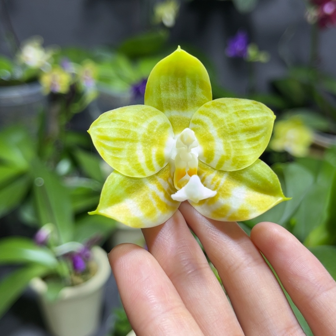 完全开放陶瓷杯弥陀反射王开花株