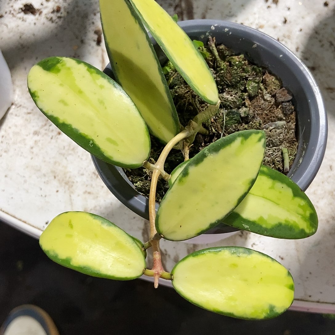 完全开放小叶寄生内锦39