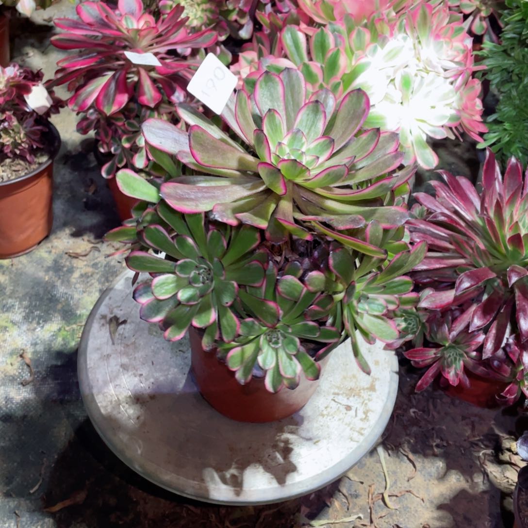 多肉植物红金钢490