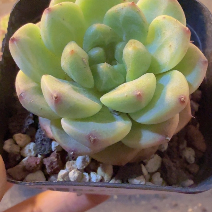 472，带盆带土发货