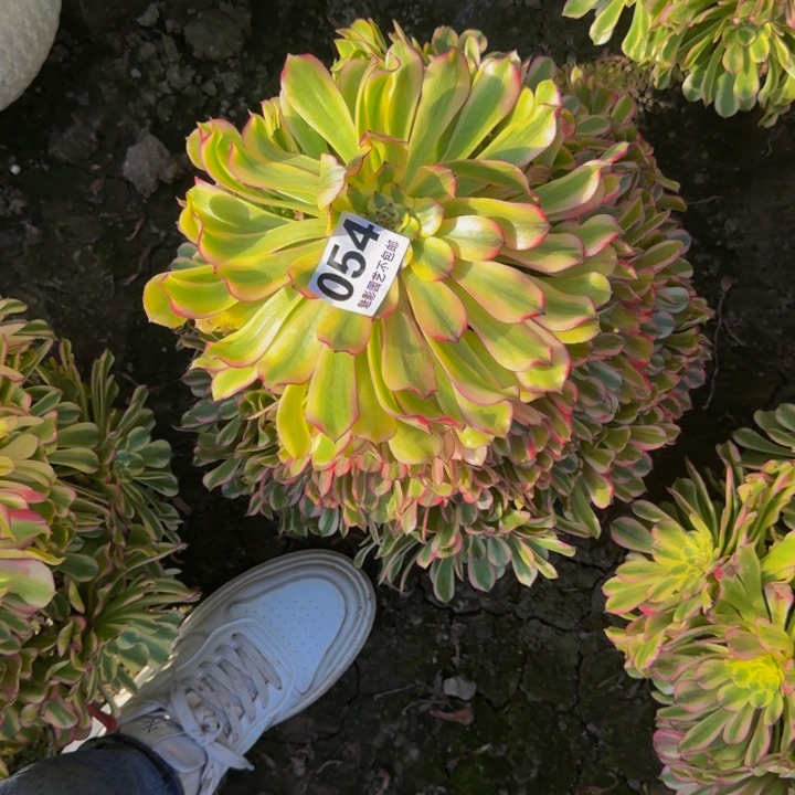 沙皇花29-4包邮花花