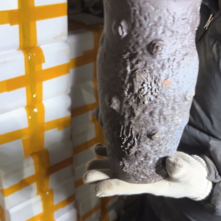 红陶口径 花盆 高度