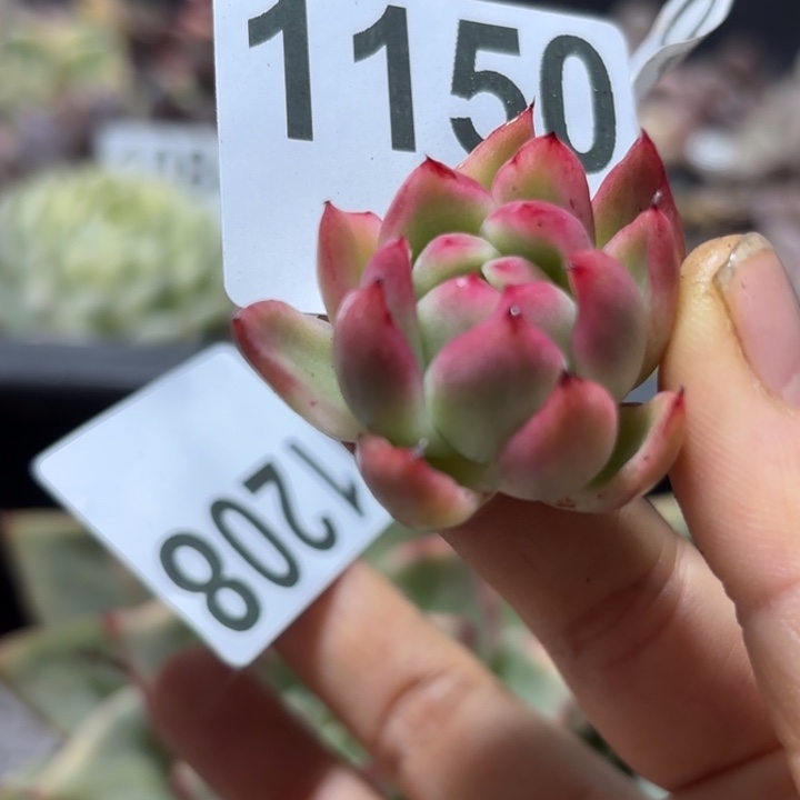 头盖多肉植物满18包邮