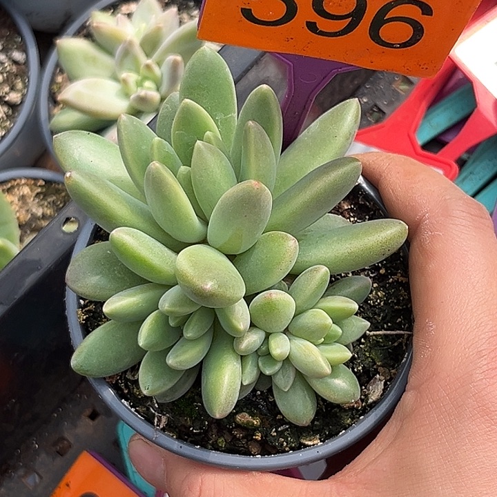 多肉植物橙色奇迹596
