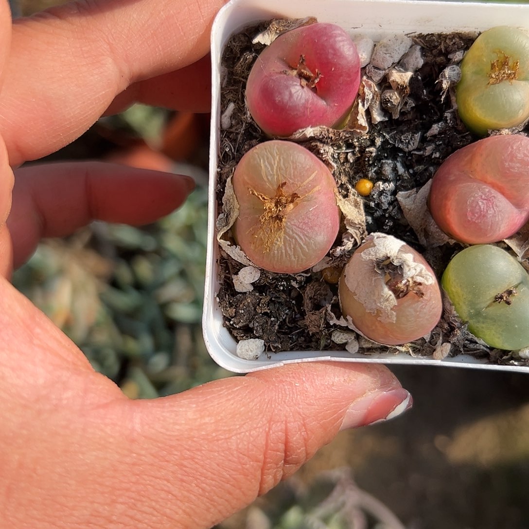 多肉植物带盆毛汉尼