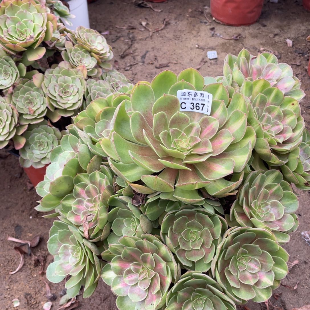 367倾城中班多肉法师断枝不包