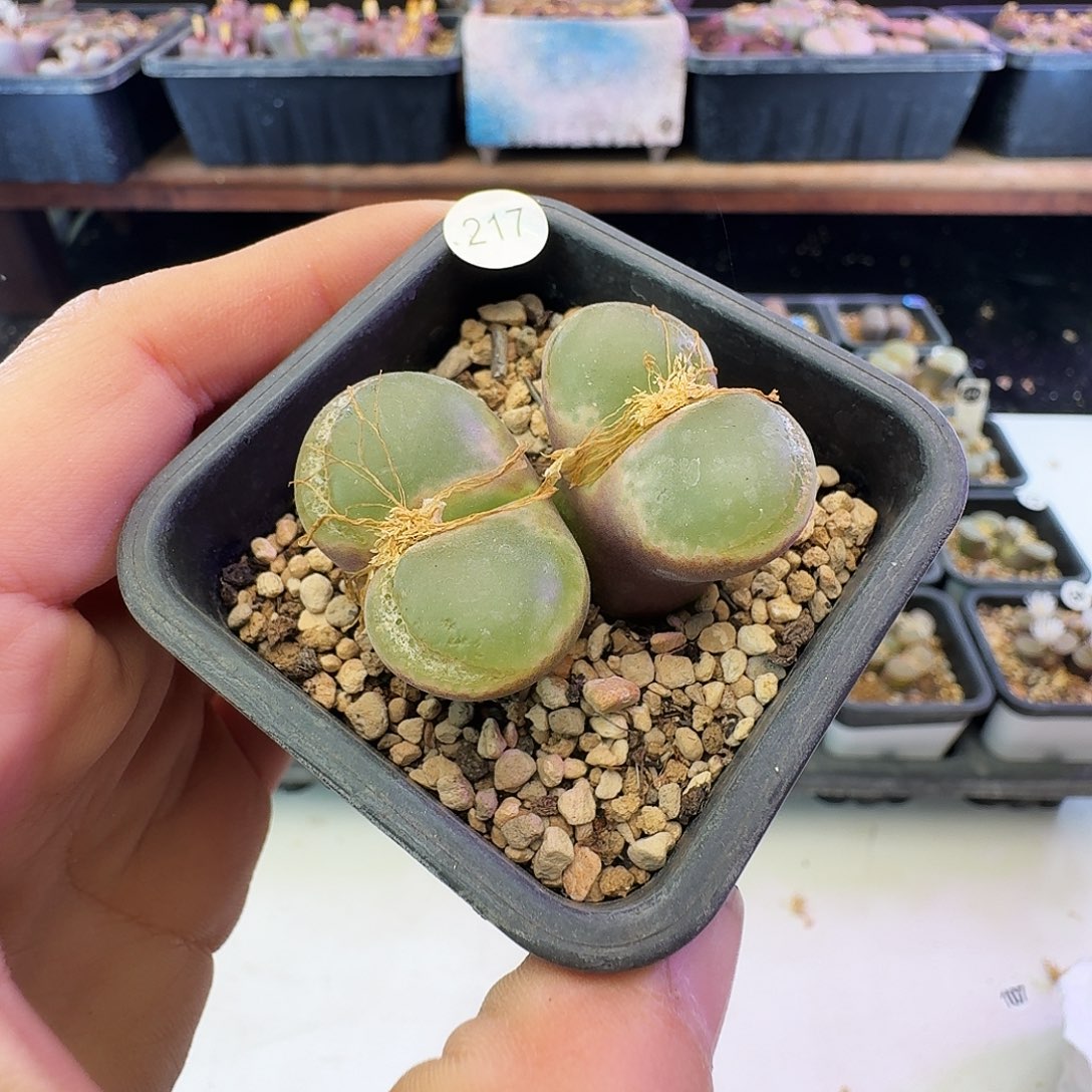 多肉植物福利特特217