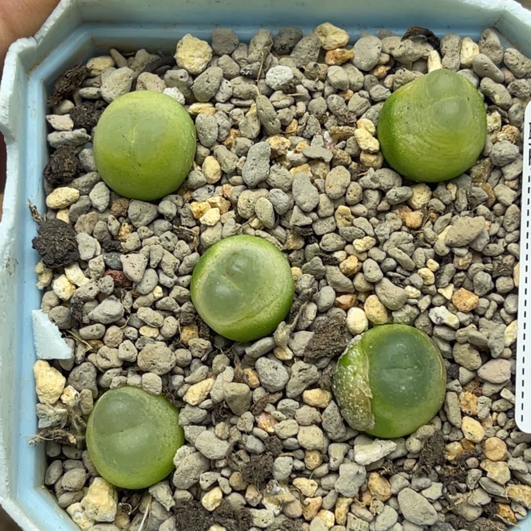 6731拉登5颗尺寸1.2