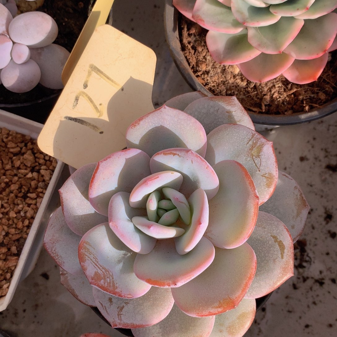 奶茶多日子机器62626262626